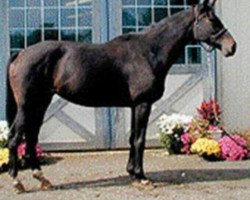 broodmare Darea xx (Thoroughbred, 1995, from Daring xx)