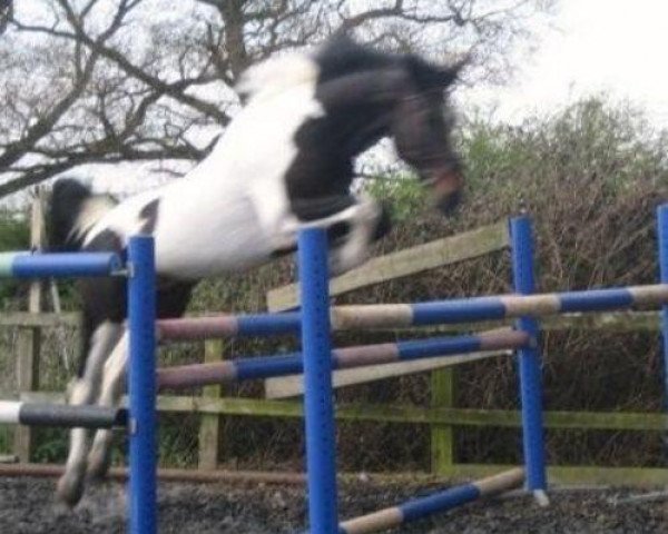 Pferd Ufo van Erpekom (Belgisches Warmblut, 1997, von Darco)