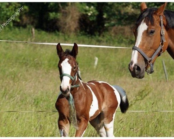 Pferd Diamantique Royale (Zangersheide Reitpferd, 2011, von Davinci van Erpekom Z)