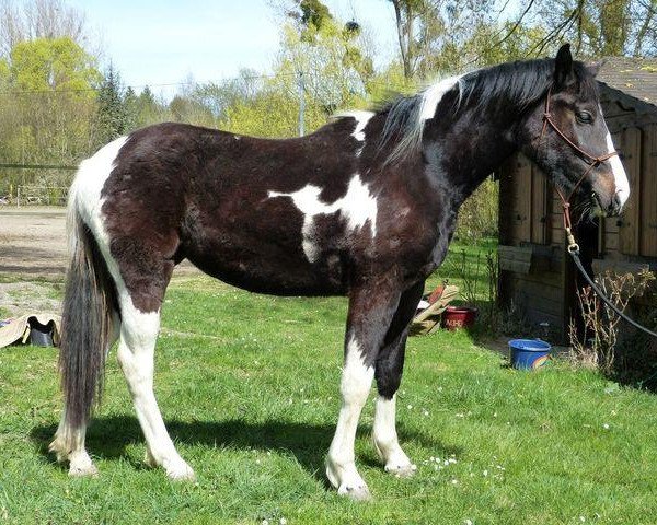 Pferd Desire van Erpekom (Anglo Europäisches Sportpferd, 2010, von Davinci van Erpekom Z)