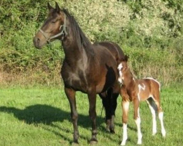 broodmare Camilla van Erpekom (Belgian Warmblood, 2002, from Parco)