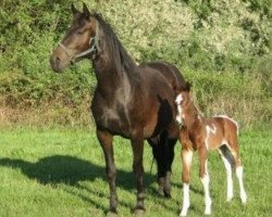 Zuchtstute Camilla van Erpekom (Belgisches Warmblut, 2002, von Parco)