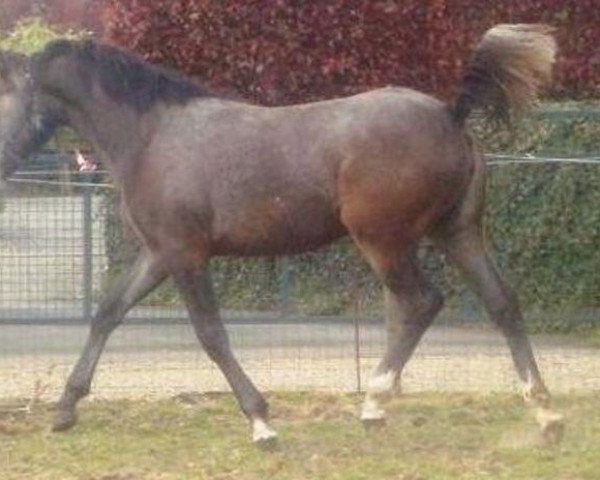 Pferd Daydream van Erpekom (Anglo Europäisches Sportpferd, 2009, von Davinci van Erpekom Z)