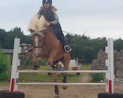 dressage horse Susi (Haflinger, 1994)