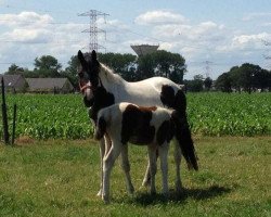 broodmare Damblanch van Erpekom (anglo european sporthorse, 2009, from Davinci van Erpekom Z)