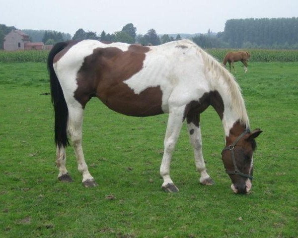 broodmare Fladiola (KWPN (Royal Dutch Sporthorse), 1987, from Samber)