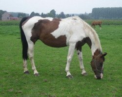 Zuchtstute Fladiola (KWPN (Niederländisches Warmblut), 1987, von Samber)