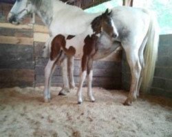 broodmare Wanda van Overis (Zangersheide riding horse, 2002, from Werro van Overis)