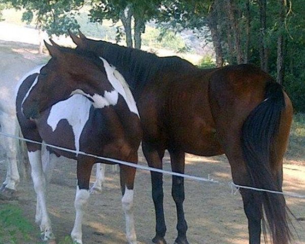 Pferd Dalva D'Irunaga (Anglo Europäisches Sportpferd, 2011, von Davinci van Erpekom Z)