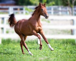 horse Fredericus (Westfale, 2012, from Franziskus FRH)