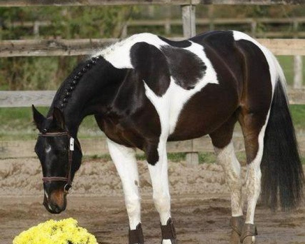 Pferd Maestro van Erpekom (Anglo Europäisches Sportpferd, 2009, von Davinci van Erpekom Z)