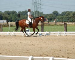 dressage horse Pascara (German Warmblood, 2009, from Pascavello)