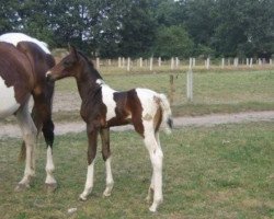 Pferd Davino van Erpekom (Belgisches Warmblut, 2008, von Davinci van Erpekom Z)