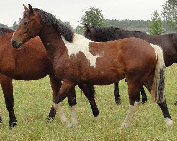 horse Cote D'or van Overis Z (Zangersheide riding horse, 2009, from Casper van Erpekom Z)