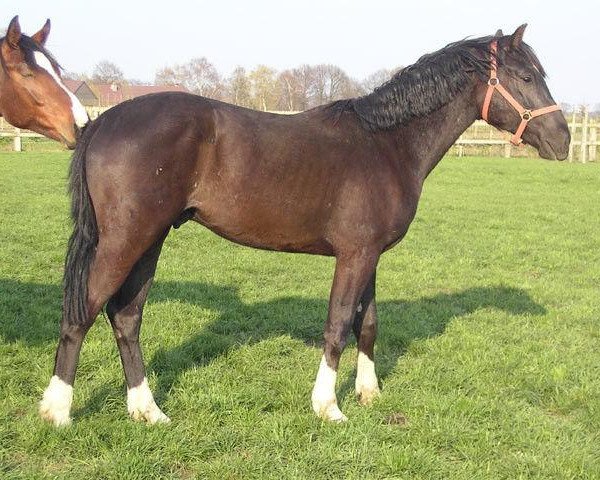 jumper Casanova van Overis Z (Zangersheide riding horse, 2008, from Casper van Erpekom Z)