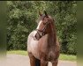 jumper Nashville Colour (KWPN (Royal Dutch Sporthorse), 2018, from Jenssen VDL)