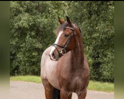 Springpferd Nashville Colour (KWPN (Niederländisches Warmblut), 2018, von Jenssen VDL)