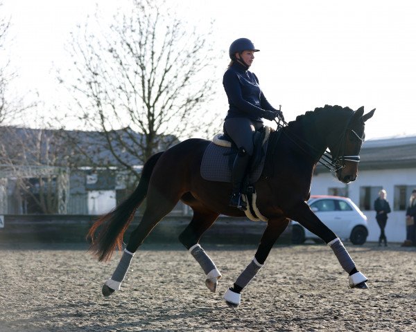 dressage horse Sharleen's Dream (Hanoverian, 2014, from Spörcken)