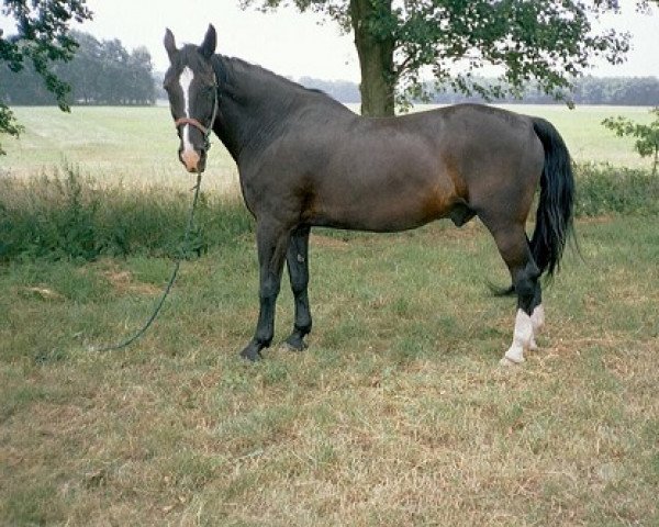 Pferd Jakobus (Hannoveraner, 1984, von Jupiter II)