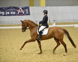 dressage horse Don Honeur Fm (Hanoverian, 2016, from De Niro)