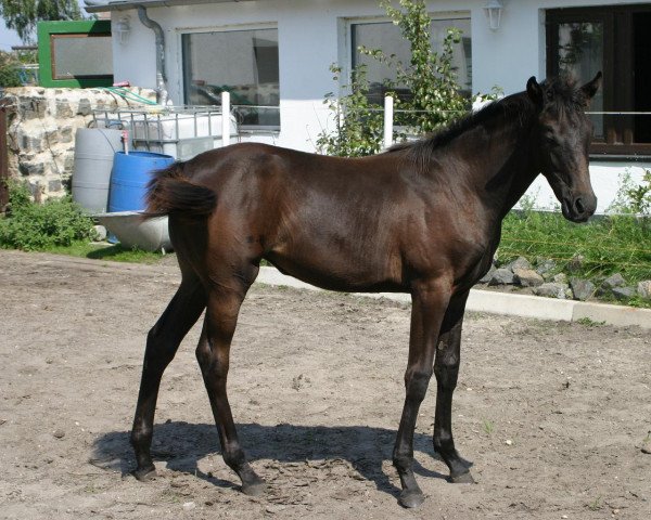 broodmare Lomea xx (Thoroughbred, 2005, from Cal Nahar xx)