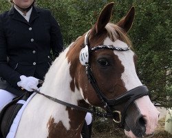 dressage horse Nautilo 2 (Lewitzer, 2003, from Nepomuk)