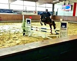 jumper Saphira 295 (Oldenburg show jumper, 2014, from Shalom D'Altenbach)