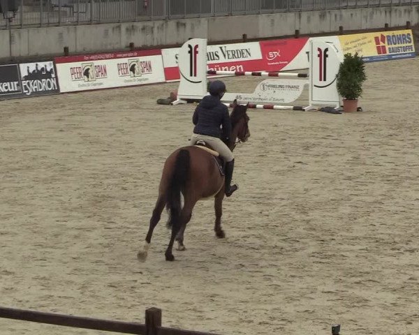 Reitturnier Westergellersen 2022