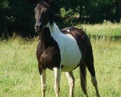 broodmare Damira van Erpekom (anglo european sporthorse, 2003, from Jumper de Loison)