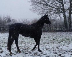 horse Anouchka du Beffroi (anglo european sporthorse, 2010, from Davinci van Erpekom Z)