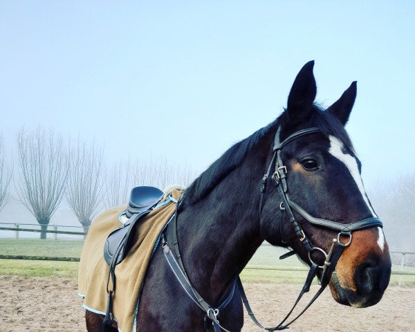 horse Ciro 11 (Holsteiner, 2009, from Clinton I)