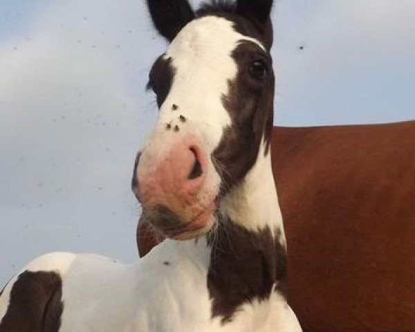 Pferd Apaches (Großbritannien Warmblut, 2011, von Bullands Sandoval)