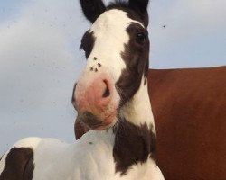 horse Apaches (UK Warmblood, 2011, from Bullands Sandoval)