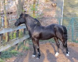 Dressurpferd Llaun Taniwr (Welsh-Cob (Sek. D), 1997, von Fronarth Trysor)