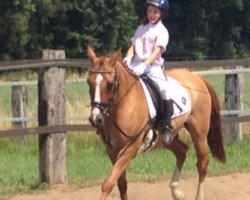 dressage horse Dornick-Double's DJ (German Riding Pony, 2002, from Dornik-Double)