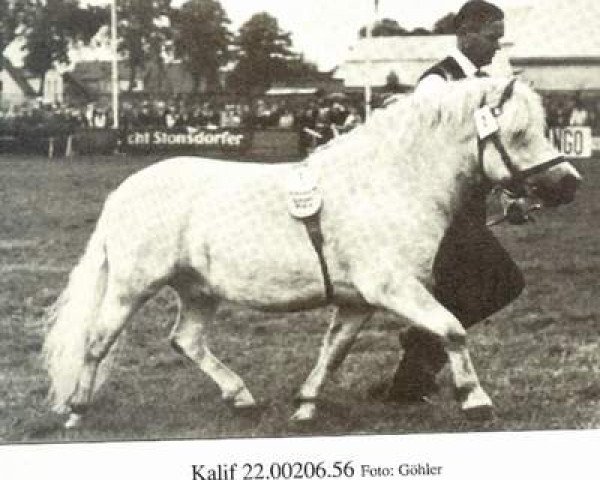 stallion Kalif (Shetland Pony, 1956, from Karlchen 30)