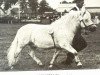 Deckhengst Kalif (Shetland Pony, 1956, von Karlchen 30)