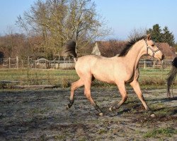 horse Miss Mirabell (Hungarian Warmblood, 2021, from Rubint)