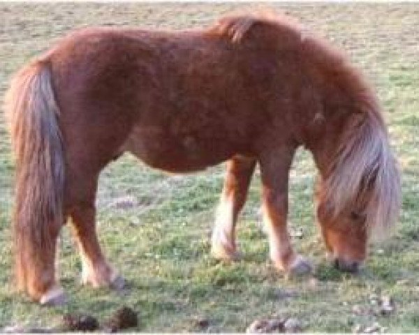 Deckhengst Pascha von Uda (Dt.Part-bred Shetland Pony, 1986, von El Primissimo)