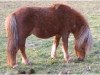 stallion Pascha von Uda (Dt.Part-bred Shetland pony, 1986, from El Primissimo)