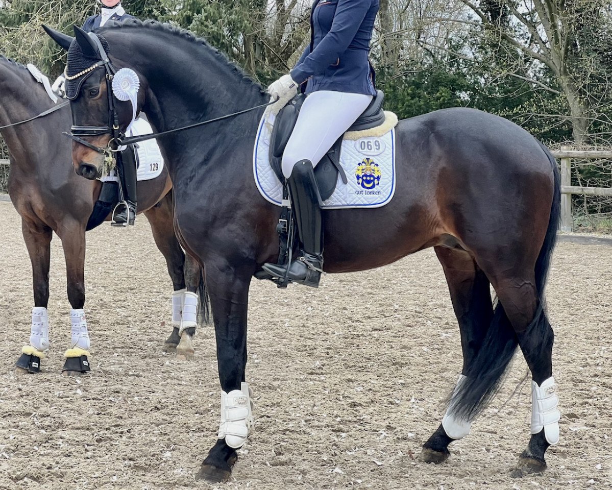 dressage horse Deodorio (Oldenburg, 2016, from Danone 4)