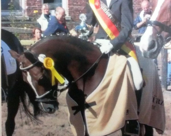 horse Diana 712 (German Riding Pony, 1993, from Herero)