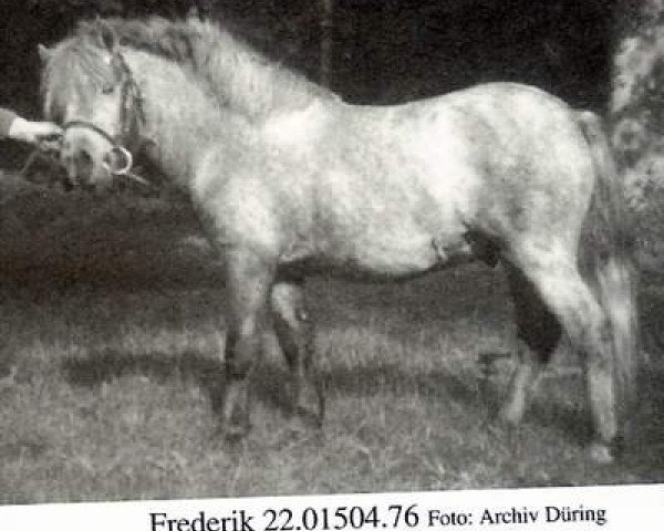 Deckhengst Frederik (Shetland Pony, 1976, von Freddy)