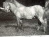 stallion Frederik (Shetland Pony, 1976, from Freddy)