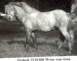 stallion Frederik (Shetland Pony, 1976, from Freddy)