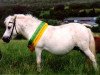 Zuchtstute Freya (Shetland Pony, 1984, von Frederik)