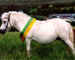 Zuchtstute Freya (Shetland Pony, 1984, von Frederik)