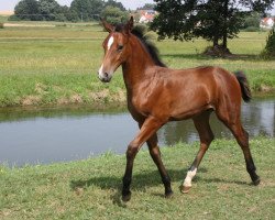 jumper Sternberg Royal (Hanoverian, 2013, from Stolzenberg)