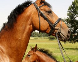 broodmare Rabea Royal (Hanoverian, 2005, from Royal Z I)