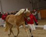 stallion Ad Blue Bs (Haflinger, 2017, from Alkatraz)